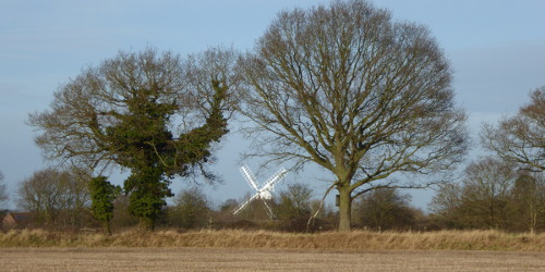 Windmill between trees