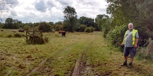Cows on Badley Moor