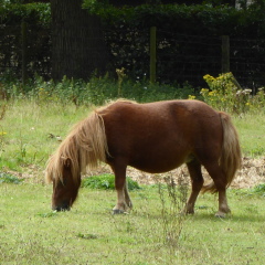 mini pony