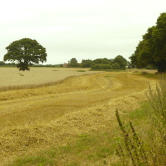 Open wheat field partly harvested