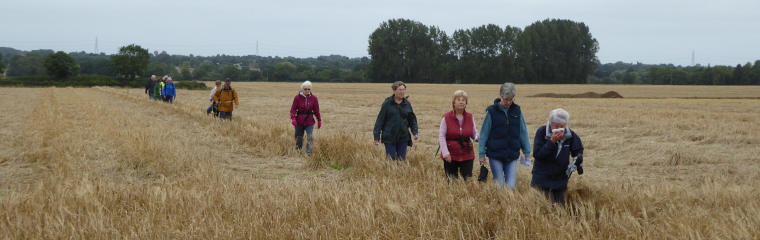 Path through wheat field