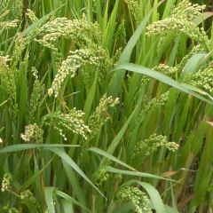 Millet crop