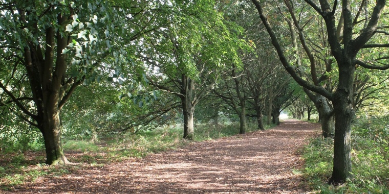 Tree lined avenue