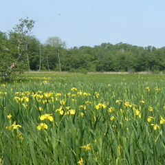 Rush Meadow
