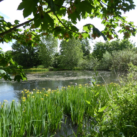 Neatherd Duck Pond