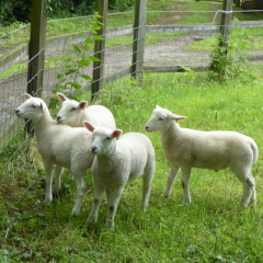 Curious Lambs