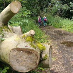 Walking past felled tree