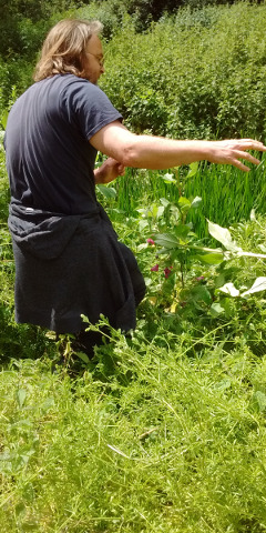 Mark Webster pointing
out a Himalayan Balsam plant