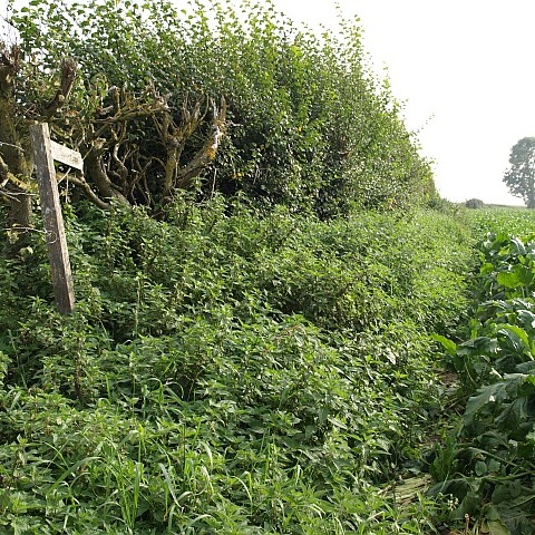 Overgrown footpath